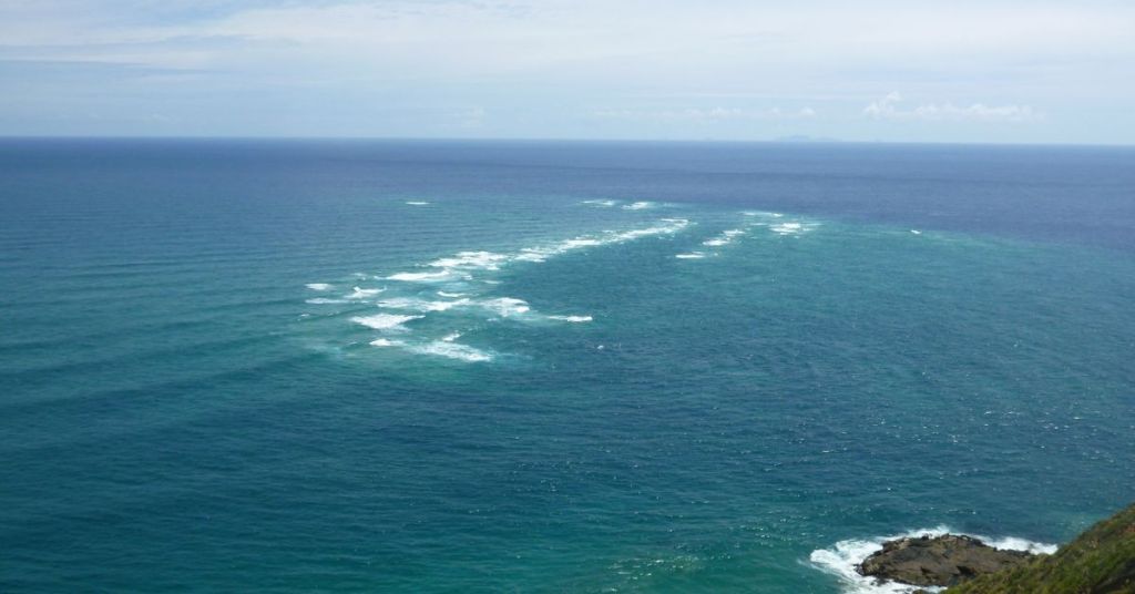 exploring-marine-life-in-the-tasman-sea-species-protected-areas-and-conservation-efforts