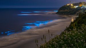 exploring-the-mystical-world-of-bioluminescent-bays