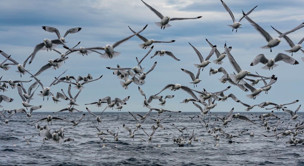 commercial-and-subsistence-fisheries