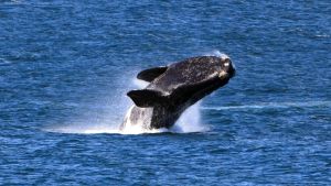 southern-ocean-a-journey-to-the-end-of-the-earth