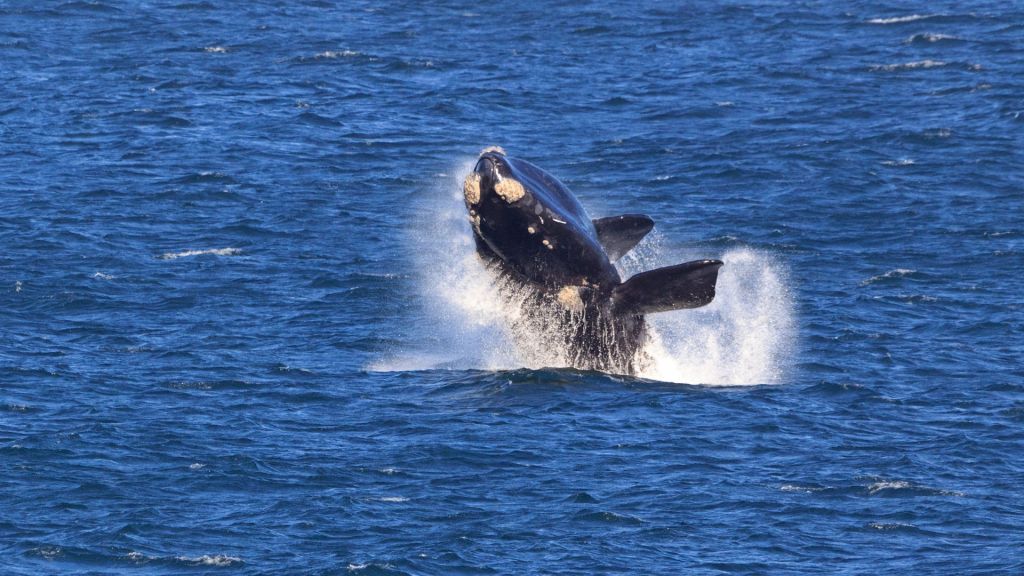 the-southern-ocean-earths-youngest-and-most-mysterious-ocean