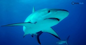 silver-shark-predator-of-the- deep