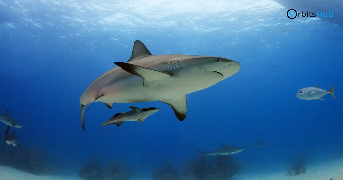 the-heat-of-the-hunt