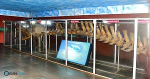 treasures-of-the- tide-ratnagiri -marine-fish-museum